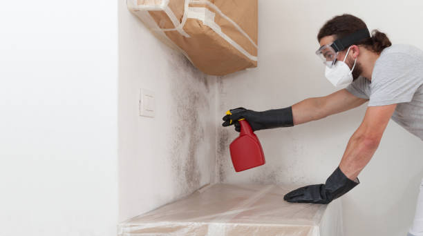 Professional Basement Mold Remediation technician working in Westwood, MA