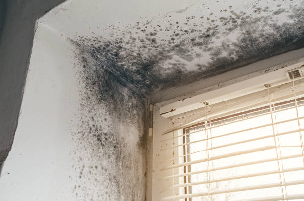 Affordable Basement Mold Remediation solutions in Westwood, MA
